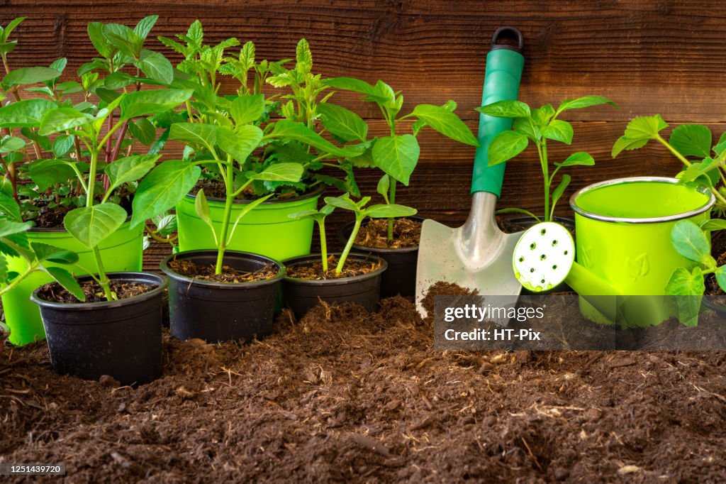 Gardening tools, lavender,rosmary, strawberry plants and seedlings on soil