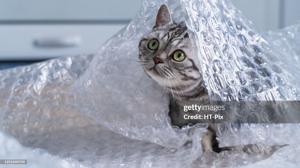 British shorthair silver tabby cat pplaying with bubble wrap