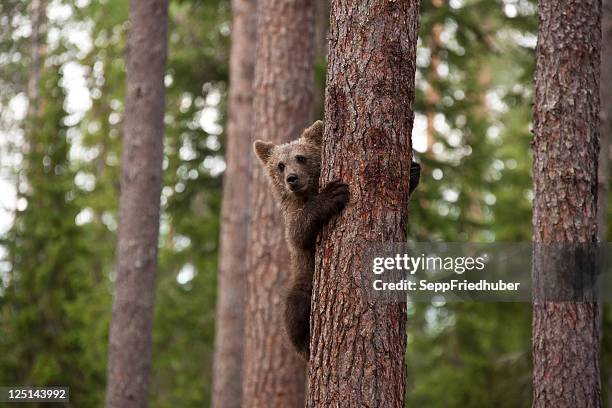 young brown bear climbing a tree - bear cub stock pictures, royalty-free photos & images