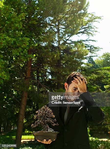 bonsai master with dead tree. - begravningsplats bildbanksfoton och bilder