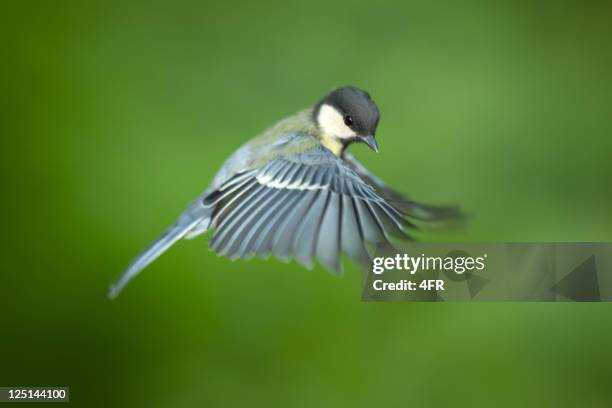 great tit in flight - warbler stock pictures, royalty-free photos & images