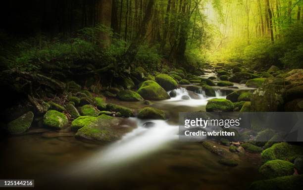 stream in the middle of the deep dark wood - gatlinburg stock pictures, royalty-free photos & images