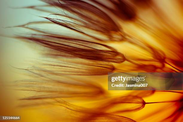 dandelion seed - close up on dandelion spores stock pictures, royalty-free photos & images