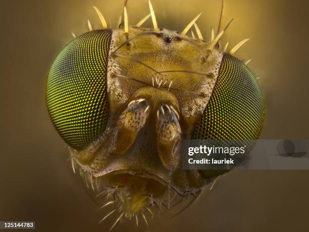 fruit fly porträt - drosophila stock-fotos und bilder