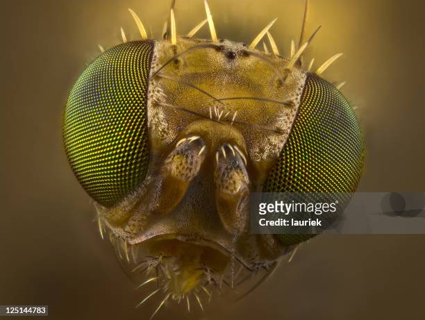 fruit fly portrait - fruit flies stock pictures, royalty-free photos & images