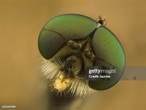 semirredonda fly (rhagionid - ojo compuesto fotografías e imágenes de stock