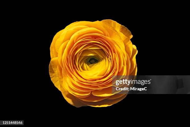 yellow buttercup flower on black - ranunculus bildbanksfoton och bilder