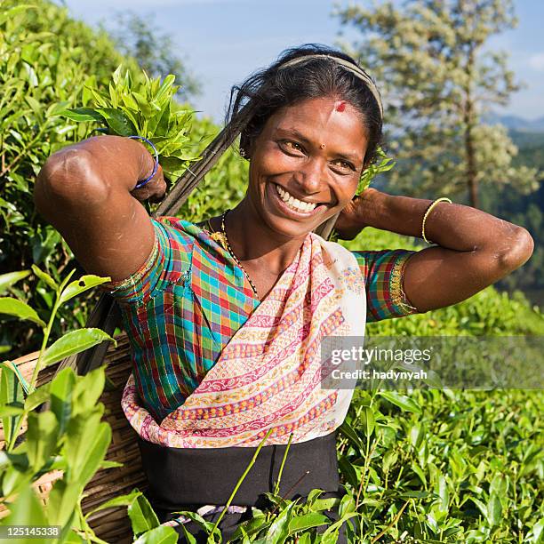 tamil pickers plucking tea leaves on plantation - sri lanka people stock pictures, royalty-free photos & images