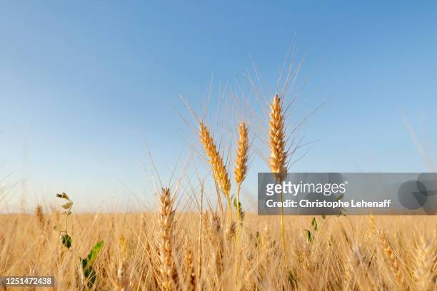 close up on ears of wheat in seine et marne, france - husk stock-fotos und bilder