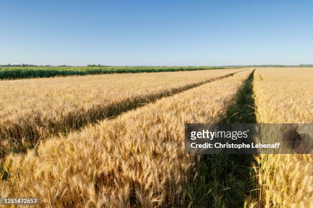 wheat field in seine et marne, france, at the beginning of summer - champs tracteur photos et images de collection