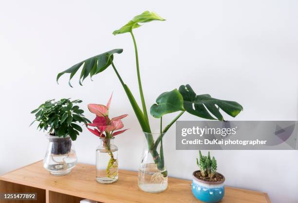 indoor greenery - jarra recipiente imagens e fotografias de stock