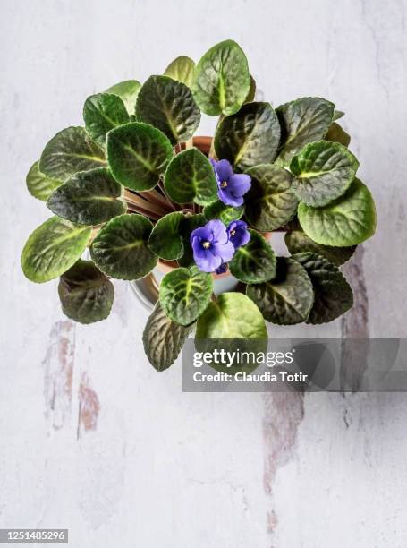 african violet flower in a pot on white background - saintpaulia stock pictures, royalty-free photos & images