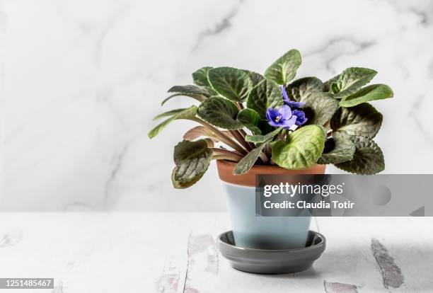 african violet flower in a pot on white background - saintpaulia stock pictures, royalty-free photos & images