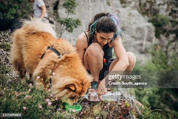 female free climber giving water to dog - white chow chow stock pictures, royalty-free photos & images