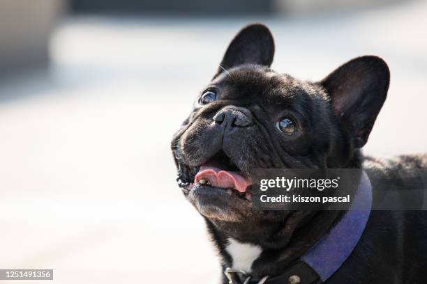close up of a cute brindle french bulldog during a sunny day . - chinese bulldog stock pictures, royalty-free photos & images