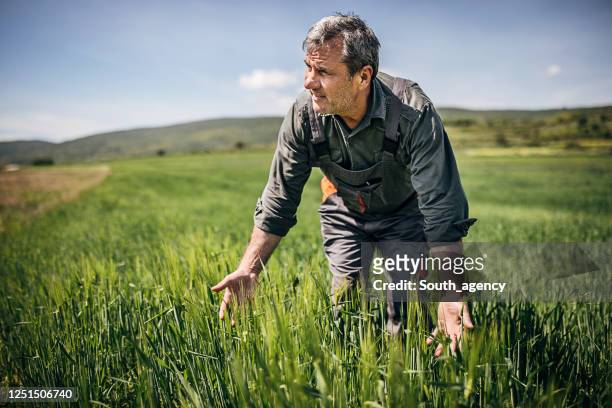 one senior farmer standing in the wheat field - coveralls stock pictures, royalty-free photos & images