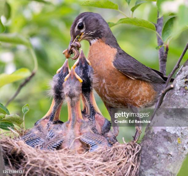 american robin (turdus migratorius) feeding worms to babies - american robin stock pictures, royalty-free photos & images