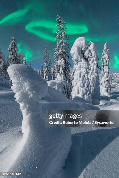 northern lights on frozen trees, lapland, finland - finnisch lappland stock-fotos und bilder