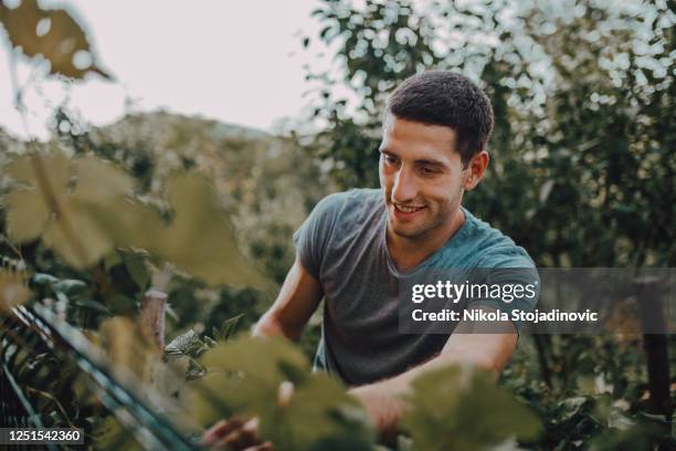 mid adult man picking raspberries - top of head stock pictures, royalty-free photos & images