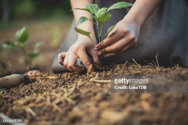 seedling zieht in "ein größeres haus" - einpflanzen stock-fotos und bilder