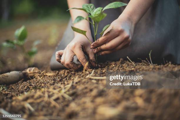 seedling moving to "a bigger house" - gardening hands stock pictures, royalty-free photos & images