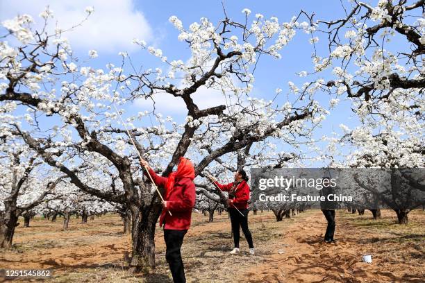 Farmers pollinate the flowers in a fully bloomed pear garden in Shiliangliu village in Qingdao in east China's Shandong province Friday, April 07,...