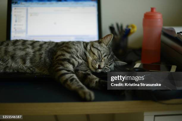 a cat laying down and sleeping on a laptop keybord - cat lying down stock pictures, royalty-free photos & images