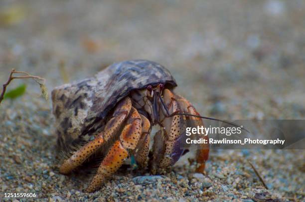 heremietkreeft op het strand - hermit crab stockfoto's en -beelden