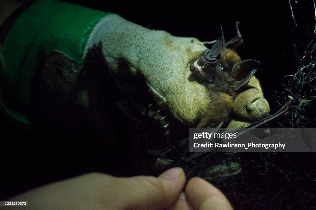 Bat Research and Handling - Greater Spear-nosed Bat