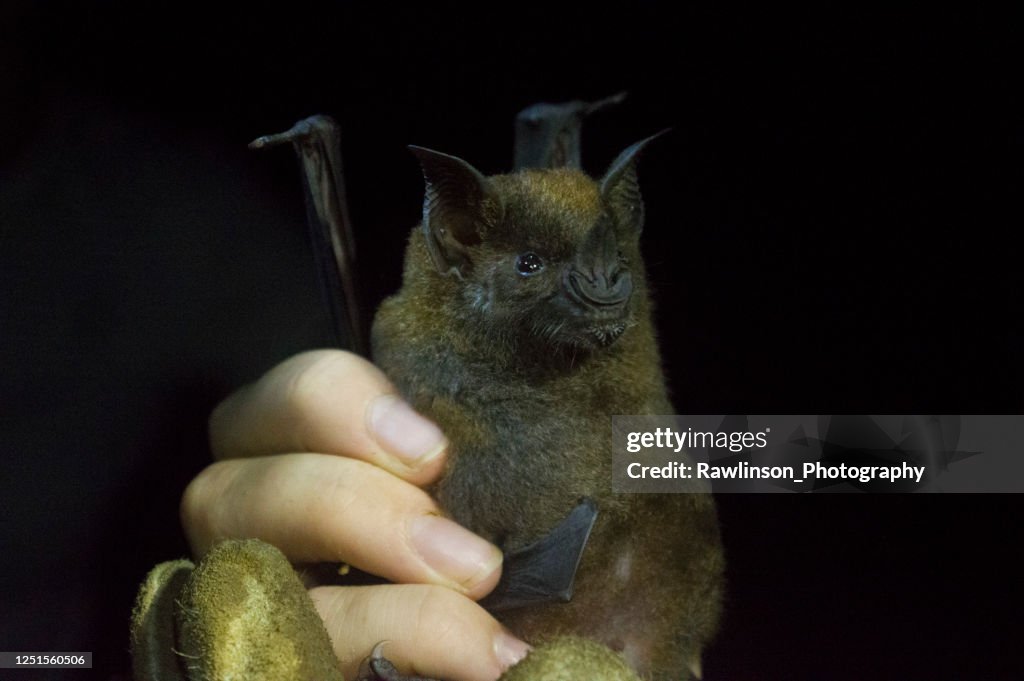 Greater Spear-nosed Bat
