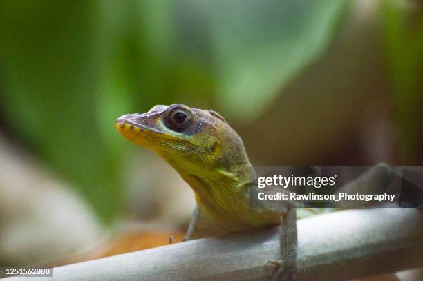 Small Rgv Lizard 10,470 Small Reptile Stock Photos, High-Res Pictures, and Images ...
