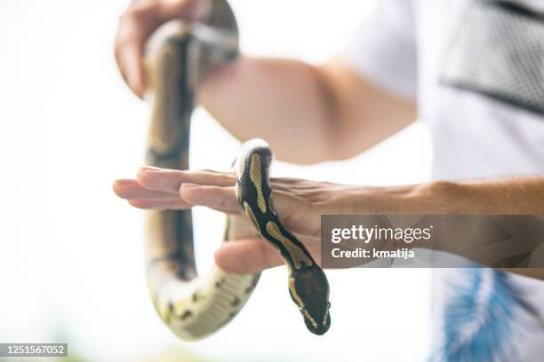 side view of young man holding his pet royal python crawling in hands - exotic pets stock pictures, royalty-free photos & images