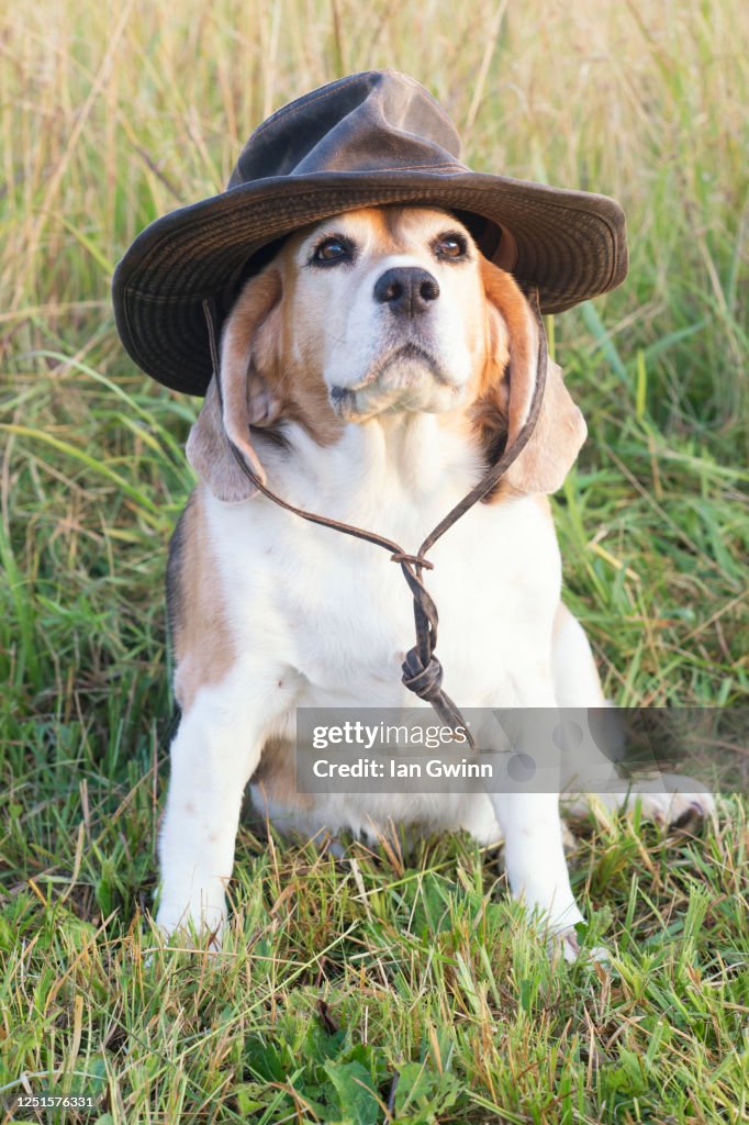 Beagle in Croc Hunter's Hat