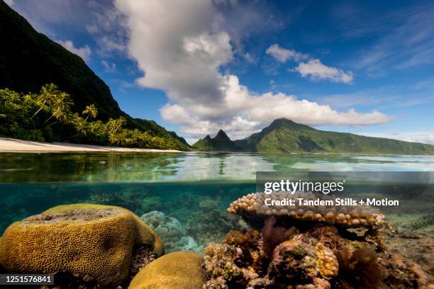 coral reef, the national park of american samoa, ofu island. - samoa stock pictures, royalty-free photos & images