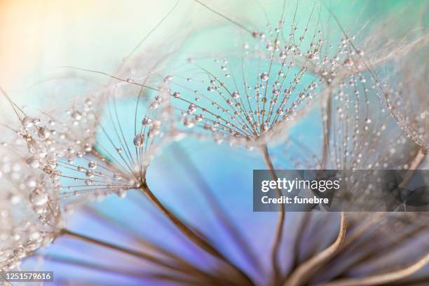 paardebloem en dauwdruppels - morning dew stockfoto's en -beelden