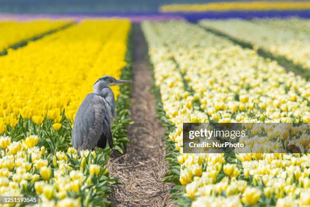 Wildlife scene in the Netherlands with a Grey heron as seen standing in flowering yellow tulip blossom fields near Keukenhof, Garden of Europe, the...