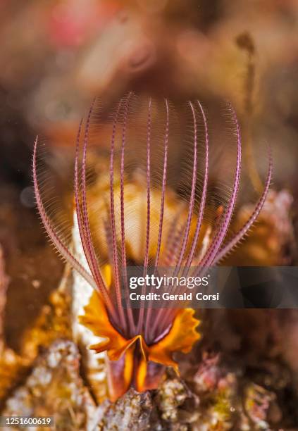 alimentación de barnáculo de bellota gigante usando cirri, balanus nubilus, monterey, california; arthropoda; crustáceos; thoracica; balanidae - barnacle fotografías e imágenes de stock