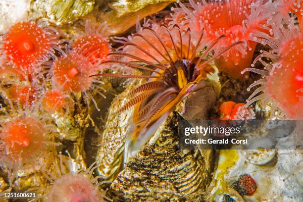 giant acorn barnacle feeding using cirri, balanus nubilus,   monterey, california; arthropoda; crustacea; thoracica; balanidae - barnacle stock pictures, royalty-free photos & images