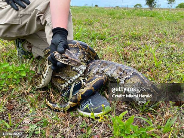 Burmese pythons are believed to have arrived in South Florida as pets in the 1980s.