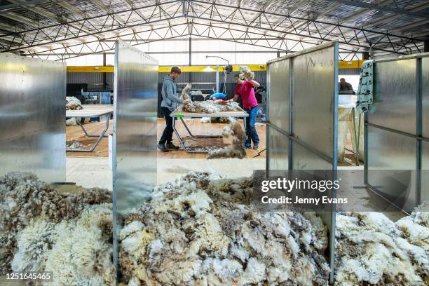 Wool Shearing Collection Shearing Wool Photos and Premium High Res Pictures - Getty Images