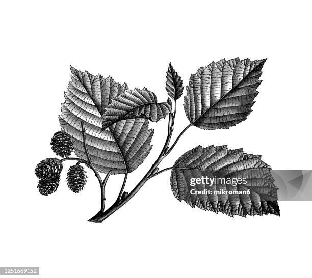 old engraved illustration of a alder tree, foliage and acorns - erle stock-fotos und bilder