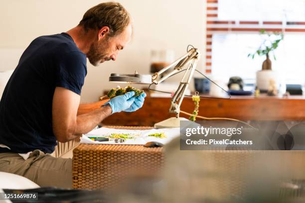man inspecting cannabis harvest in living room - cannabis concentrate stock pictures, royalty-free photos & images