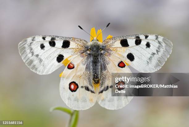red apollo (parnassius apollo) with wings spread on flower, bavaria, germany - greek god apollo photos et images de collection