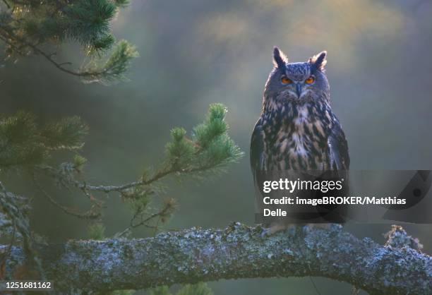 eurasian eagle-owl (bubo bubo), captive, at dawn, sumava, czech republic - eurasian eagle owl stock pictures, royalty-free photos & images