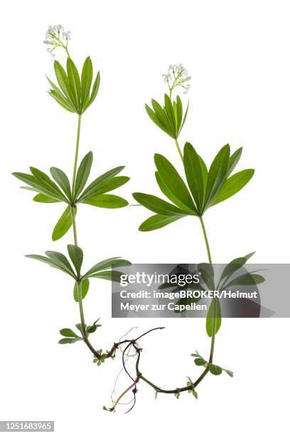 woodruff (galium odoratum), white background, germany - asperula odorata stock pictures, royalty-free photos & images