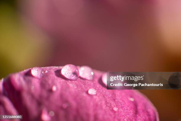 drops of water on pink flower petal - inzoomen stockfoto's en -beelden
