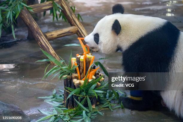 Giant panda enjoys its birthday cake at Zhuyuwan Scenic Spot on June 24, 2020 in Yangzhou, Jiangsu Province of China.