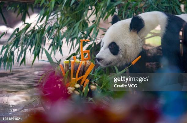 Giant panda enjoys its birthday cake at Zhuyuwan Scenic Spot on June 24, 2020 in Yangzhou, Jiangsu Province of China.