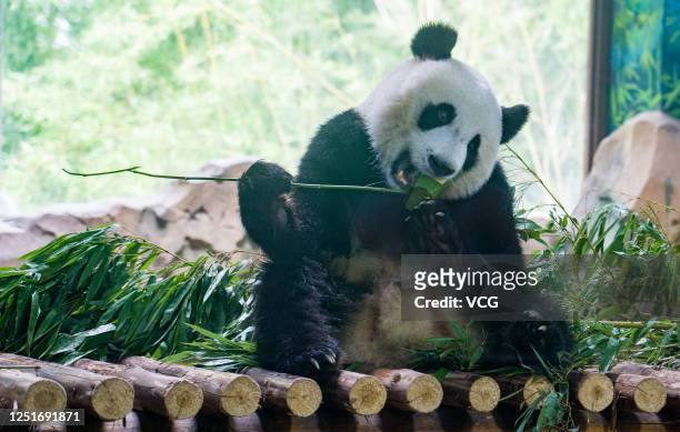 Giant panda enjoys zongzi, a traditional Chinese rice pudding, to welcome Dragon Boat Festival at Zhuyuwan Scenic Spot on June 24, 2020 in Yangzhou,...