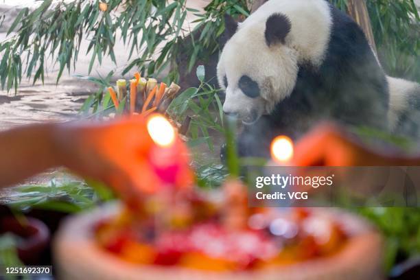 Staff light birthday candles for giant pandas at Zhuyuwan Scenic Spot on June 24, 2020 in Yangzhou, Jiangsu Province of China.